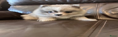 Pomeranian Puppy 3