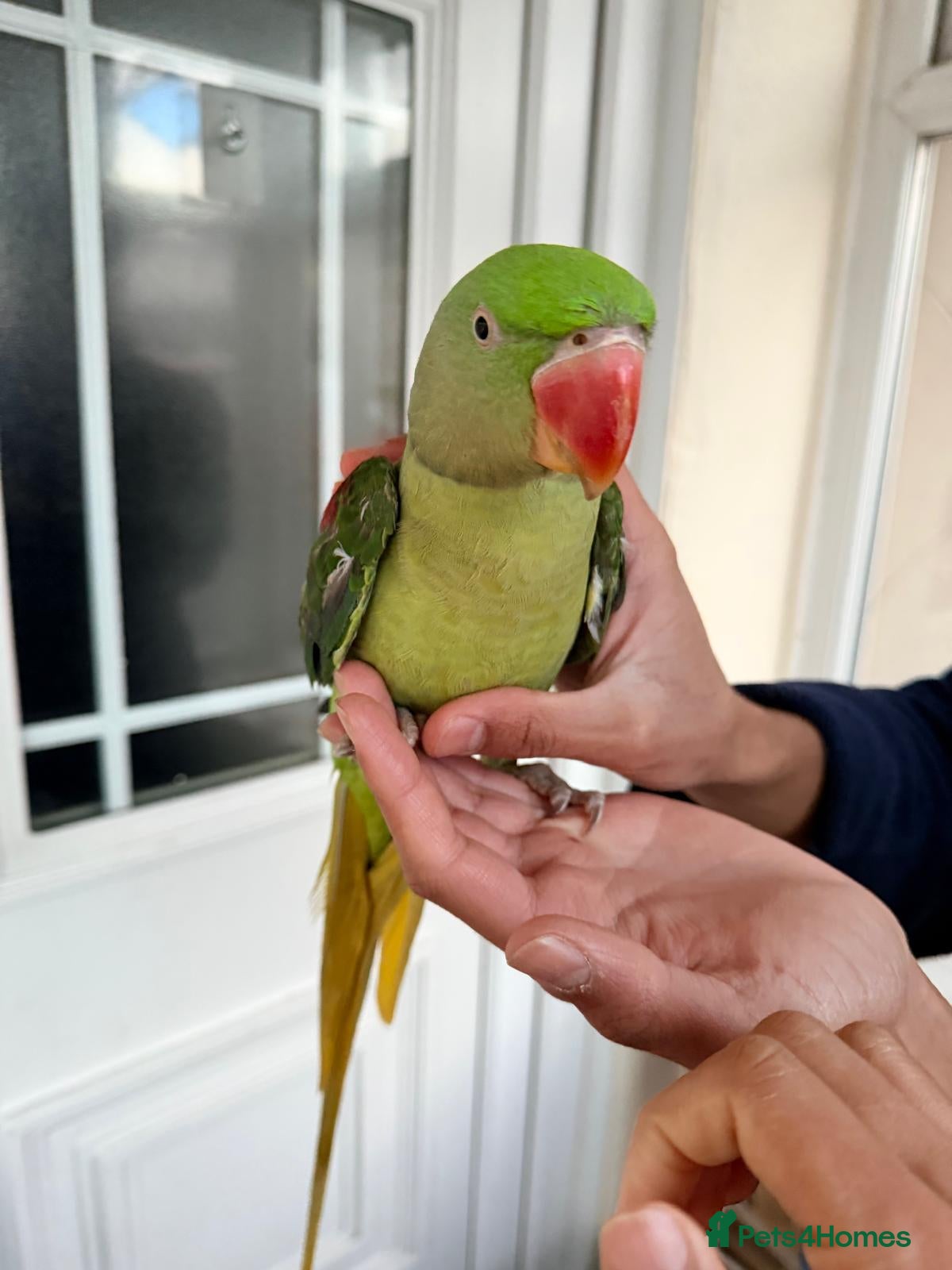 Parrots birds for sale: Super Tamed Alexanderian baby Parrot  - Advert 16