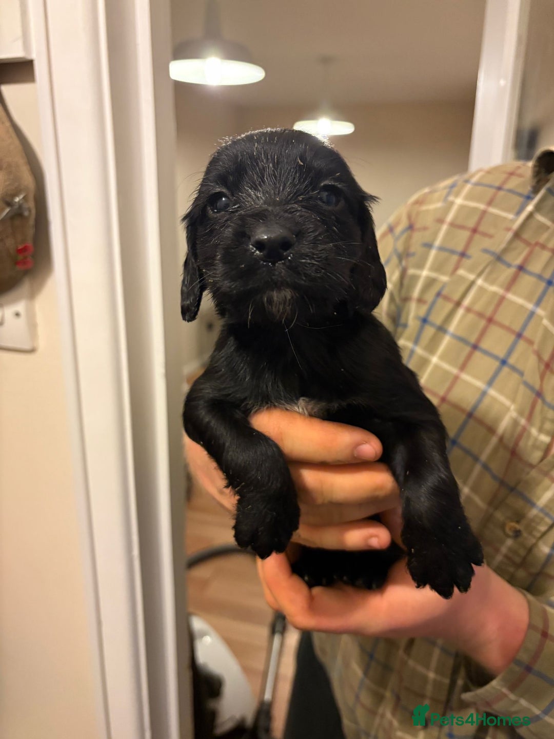 Sprocker dogs for sale: Sprocker spaniel puppies  - Image 6