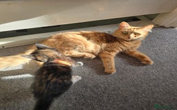 Mixed Breed cats for sale: Stunning, active kittens - Image 2