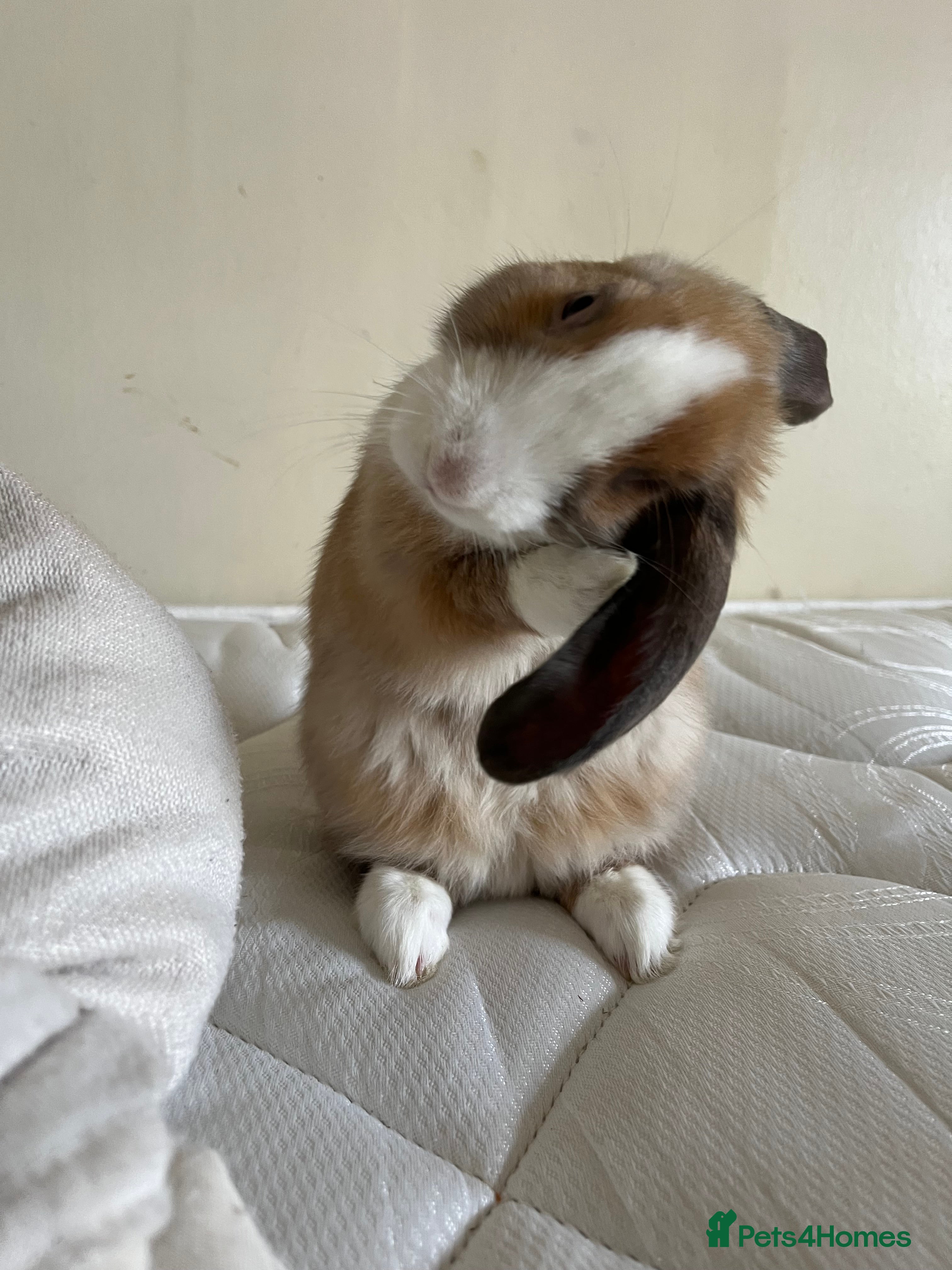 Mixed Breed rabbits playful bunny £30 w/o her stuff - Advert 3