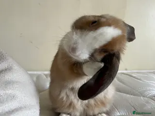 Mixed Breed rabbits playful bunny £30 w/o her stuff - Advert 3