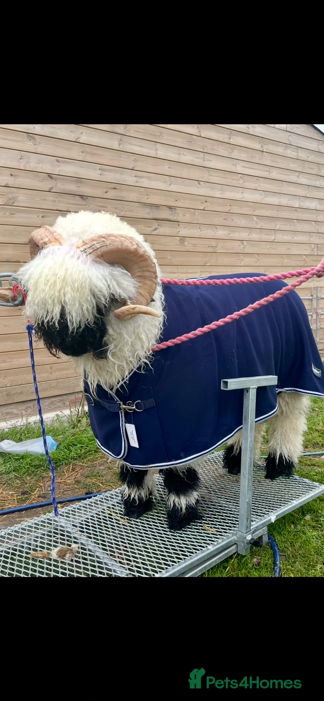 Sheep livestock for sale: Valais Blacknose Ram in Whitchurch - Advert 2