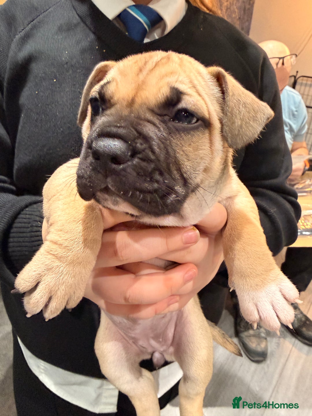 Mixed Breed dogs for sale: American french bully  - Advert 18