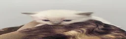 Ragdoll cats for sale: GCCF registered ragdoll kittens - Advert 7