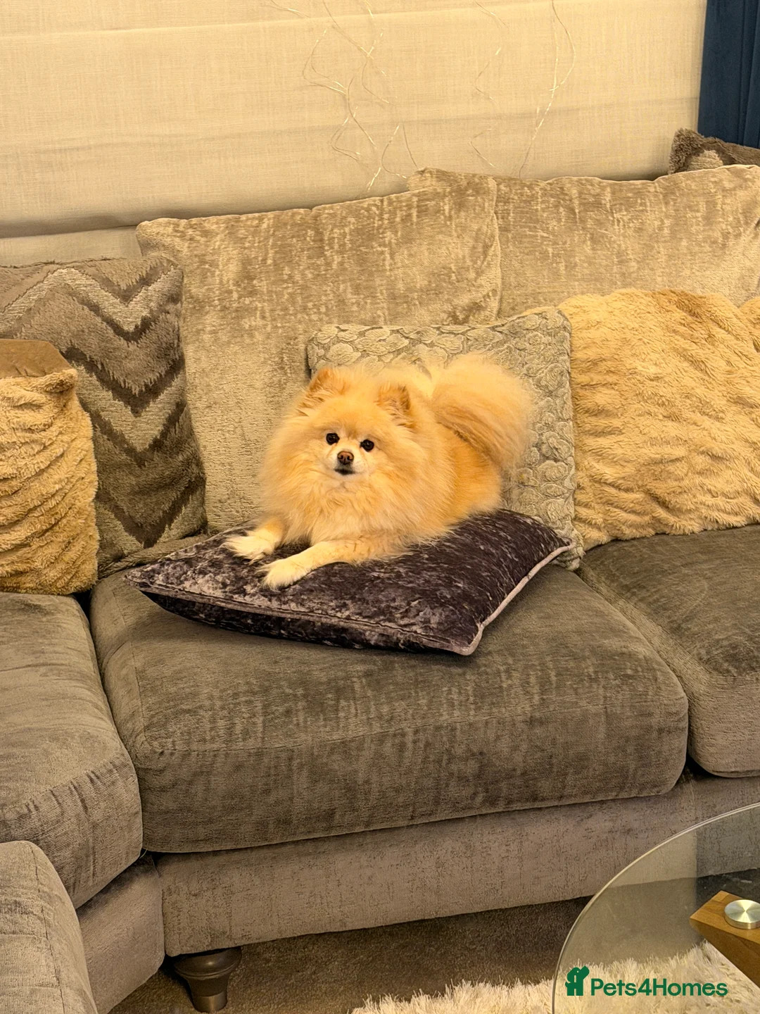 Pomeranian dogs for sale: Poppie&Lexie  - Advert 4
