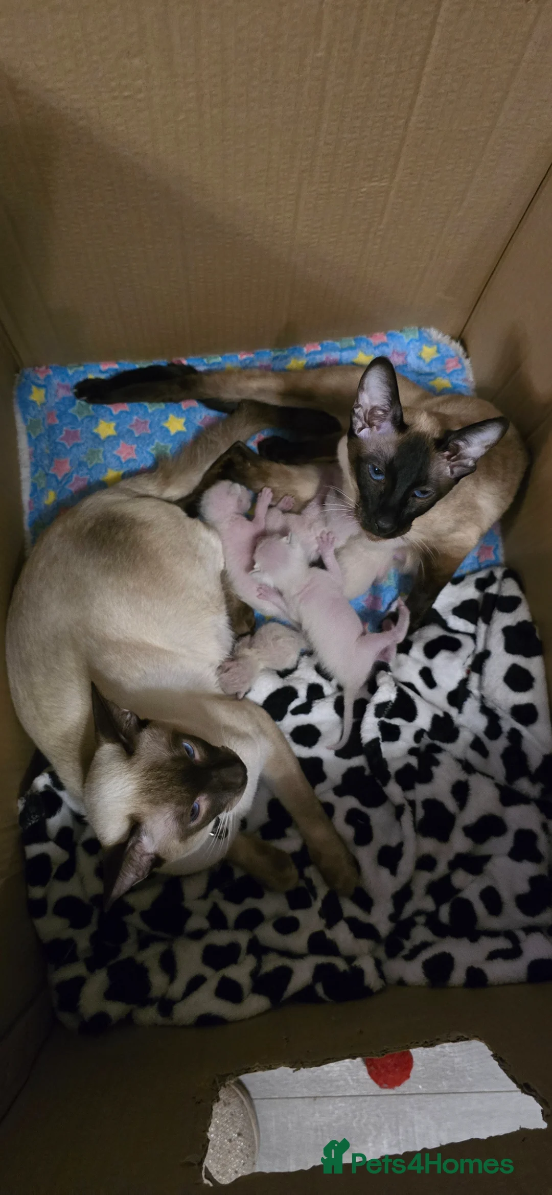 Siamese cats for sale: Stunning siamese girls in Ipswich - Advert 4