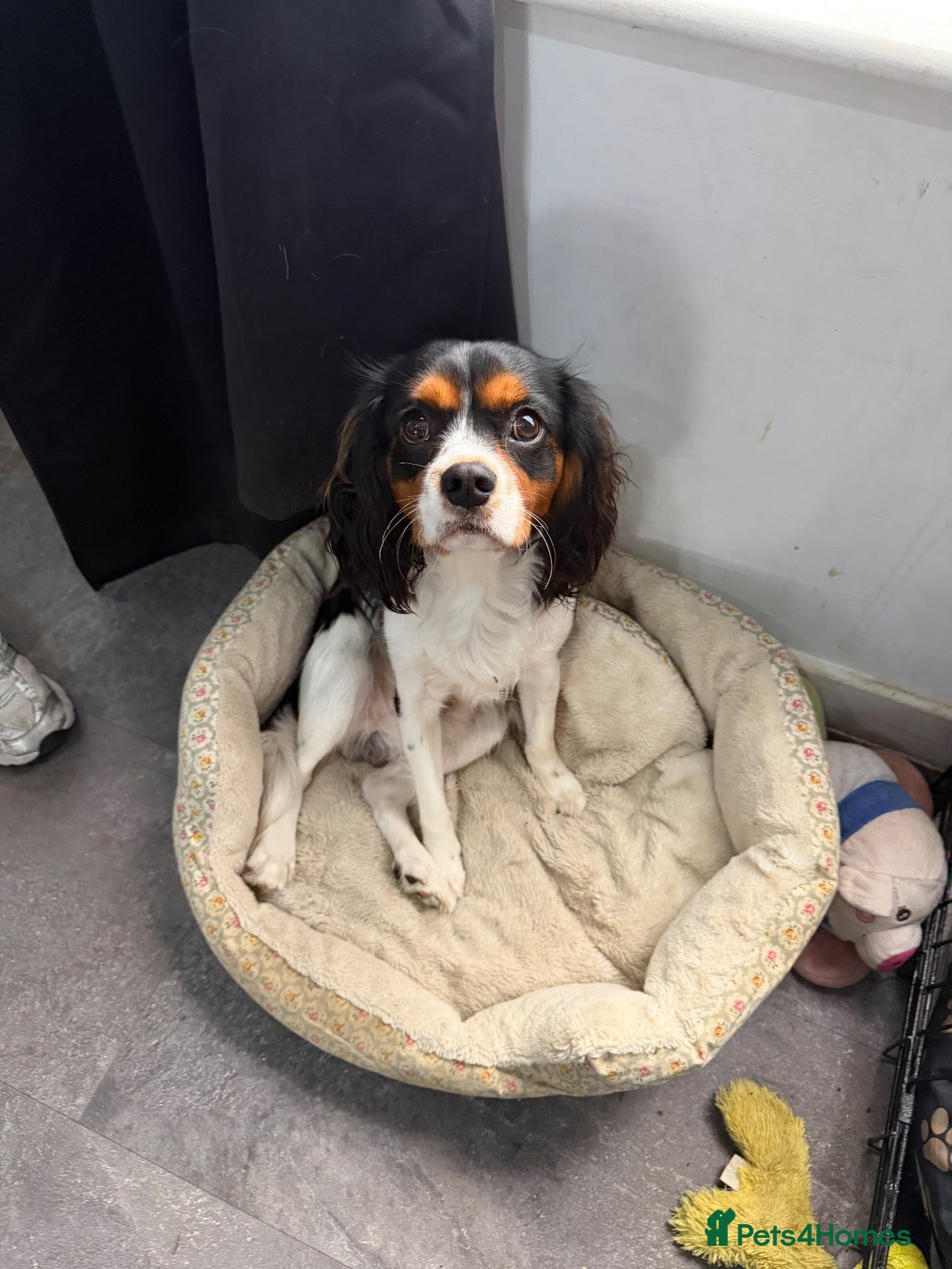 Cavalier King Charles Spaniel dogs Awesome home needed for my boy Elliott - Advert 9