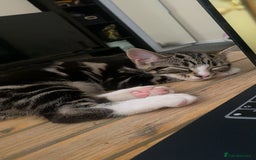 British Shorthair cats for sale: Friendly tabby kitten 6 months ready for new home  - Image 2