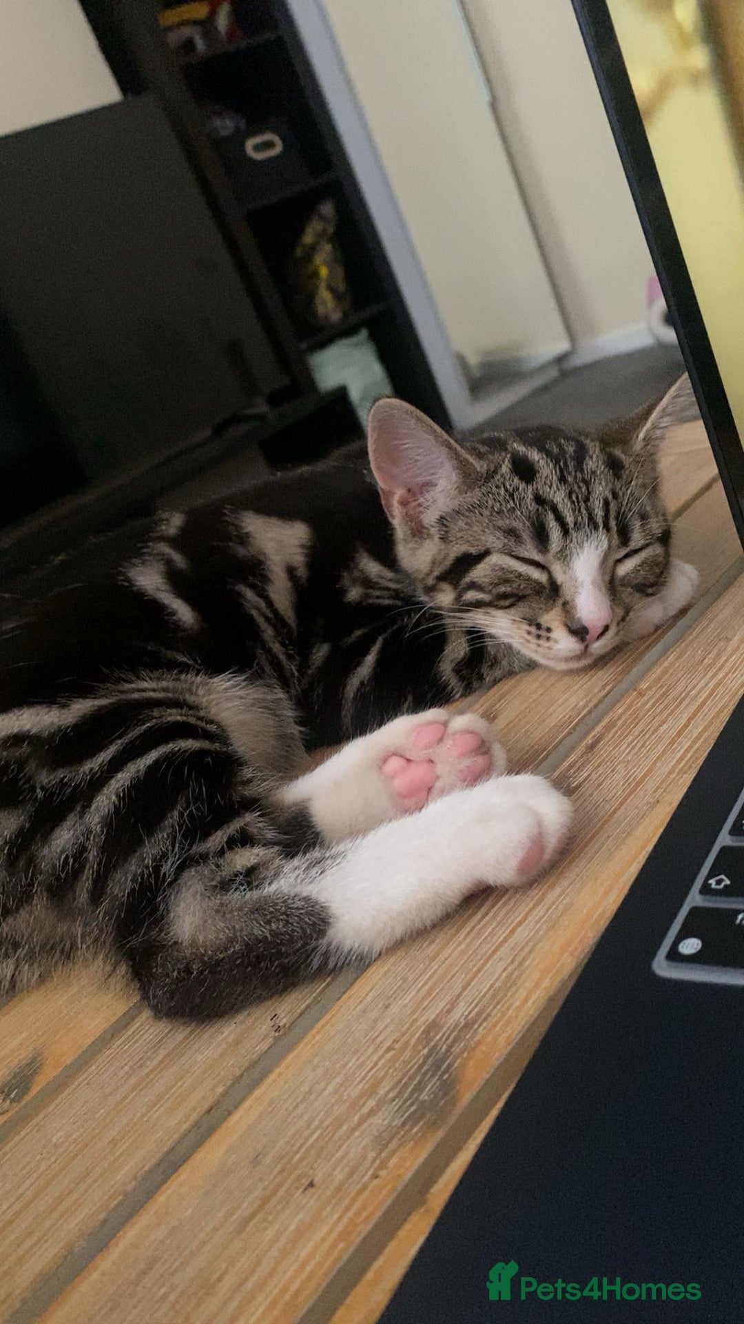 British Shorthair cats for sale: Friendly tabby kitten 6 months ready for new home  - Image 2