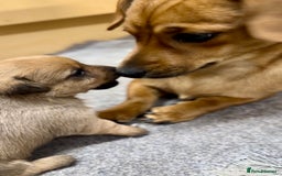 Mixed Breed dogs for sale: 2yr Playful DachshundxPom Full of Love&Personality - Image 5