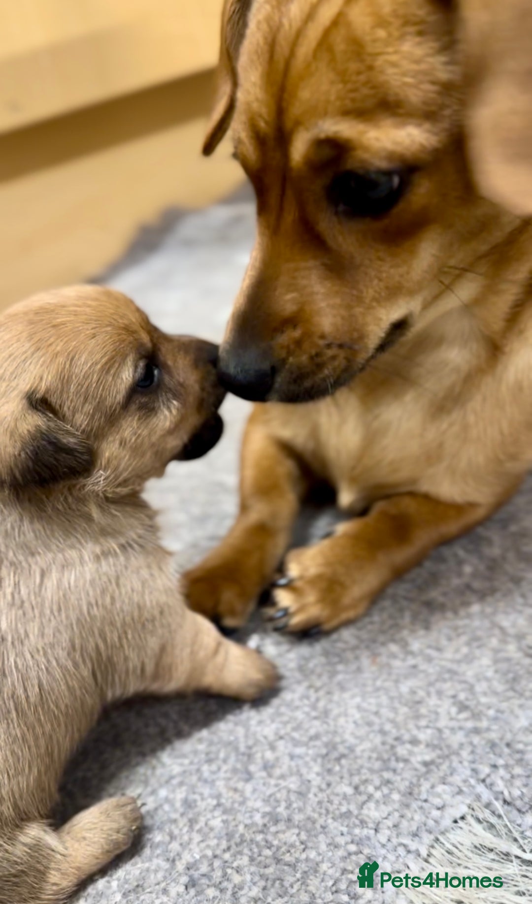 Mixed Breed dogs for sale: 2yr Playful DachshundxPom Full of Love&Personality - Image 5