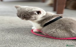British Shorthair cats for sale: 5 stunning BSH kittens available  - Image 3