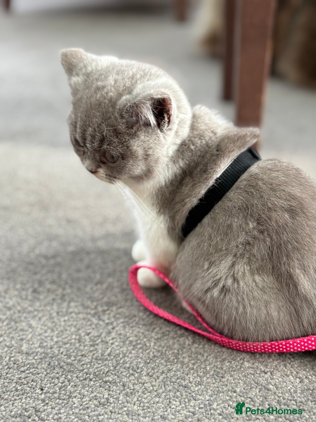 British Shorthair cats for sale: 5 stunning BSH kittens available  - Image 3