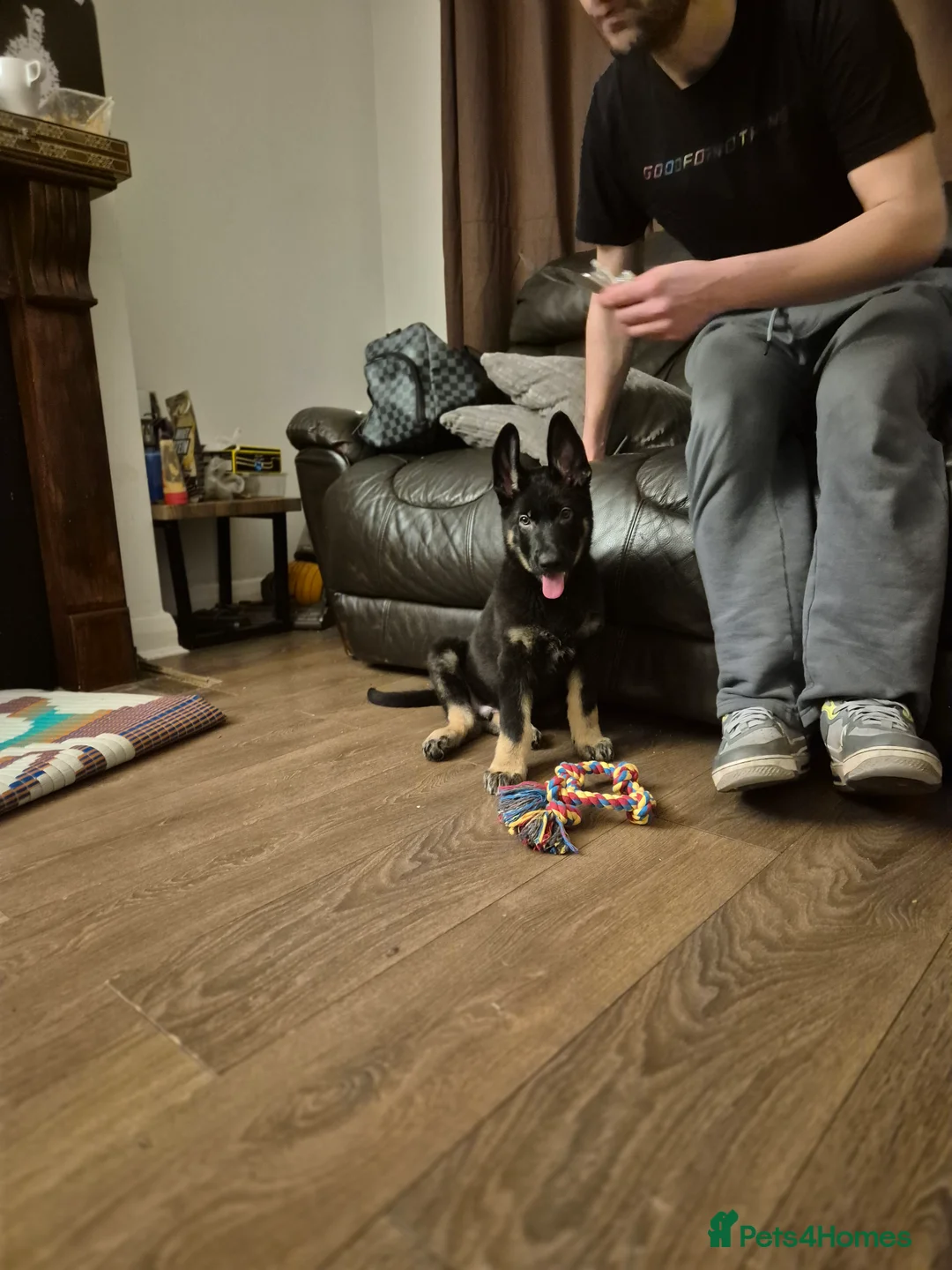 Mixed Breed dogs for sale: Jimmy in Teddington - Advert 3