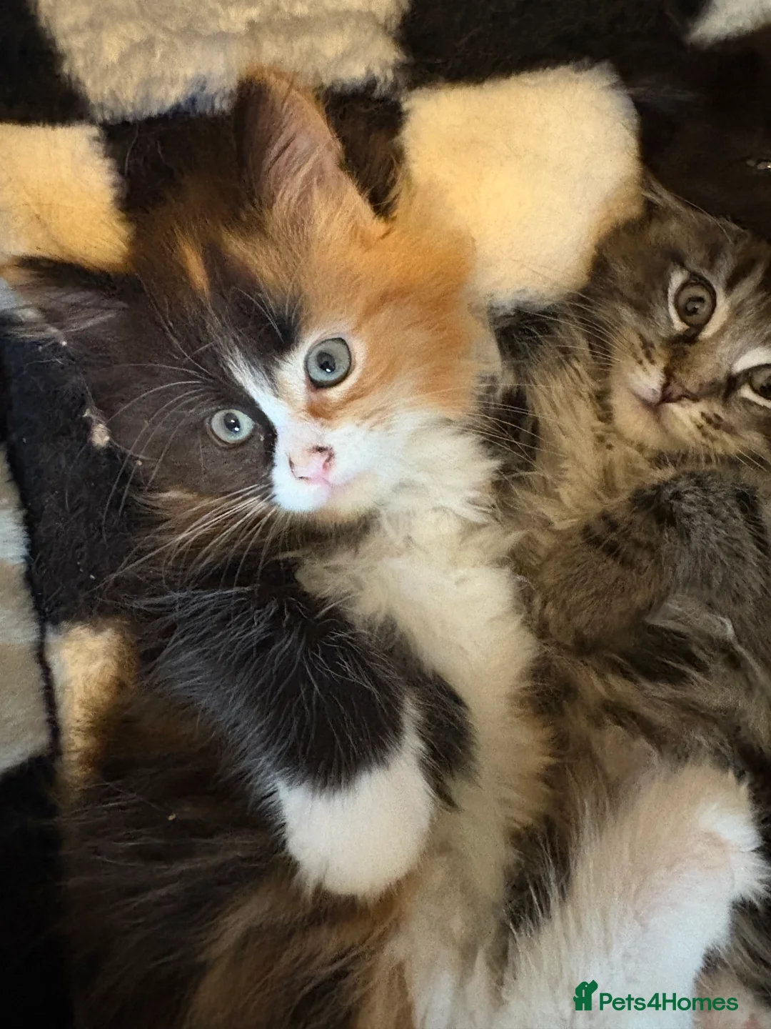 Maine Coon cats for sale: Maincoon kittens 3 male 2 females ready to fo - Advert 2