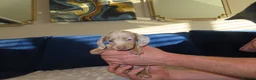 Miniature Dachshund dogs for sale: 4 boy’s beautiful miniature dachshund puppies  - Advert 25