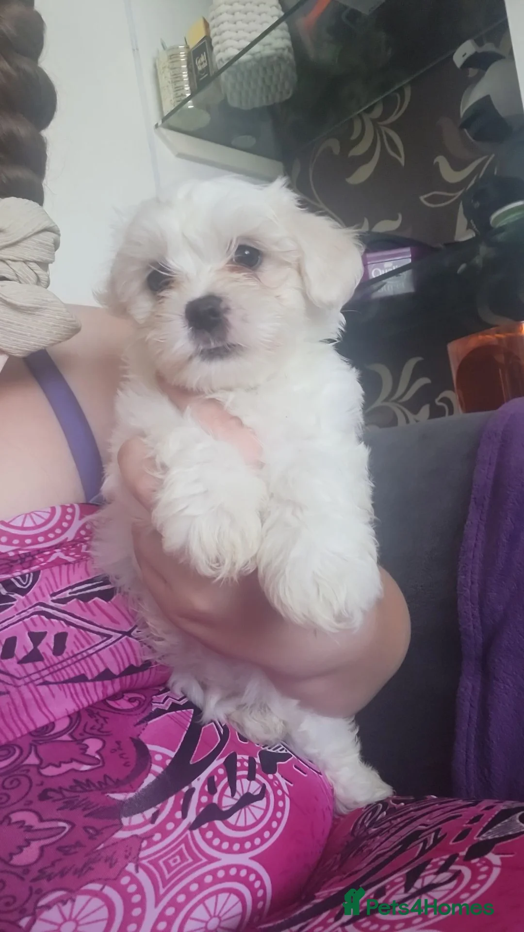 Bichon Frise dogs for sale: Bichon puppies - Advert 1