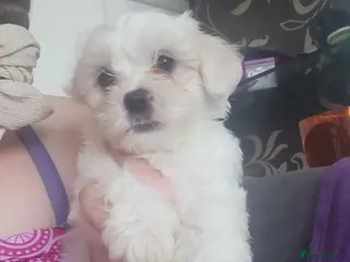 Bichon Frise dogs Bichon puppies - Advert 3
