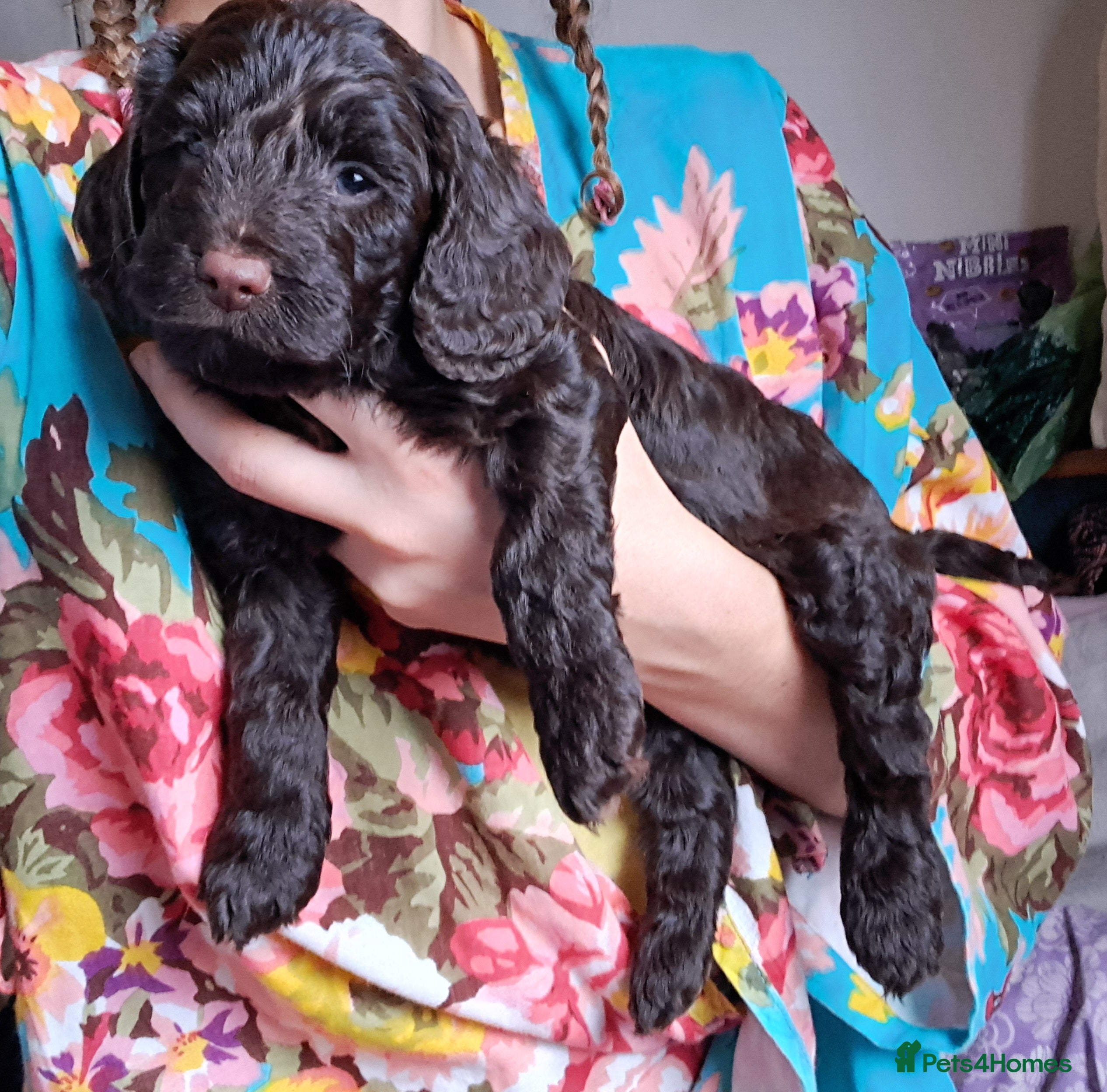 Cockapoo dogs Toy F1 Cockerpoo merle and chocolate puppies  - Advert 4