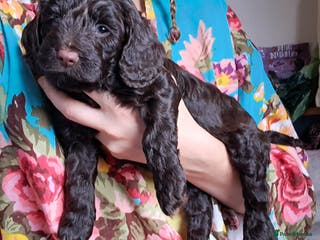 Cockapoo dogs Toy F1 Cockerpoo merle and chocolate puppies - Advert 5