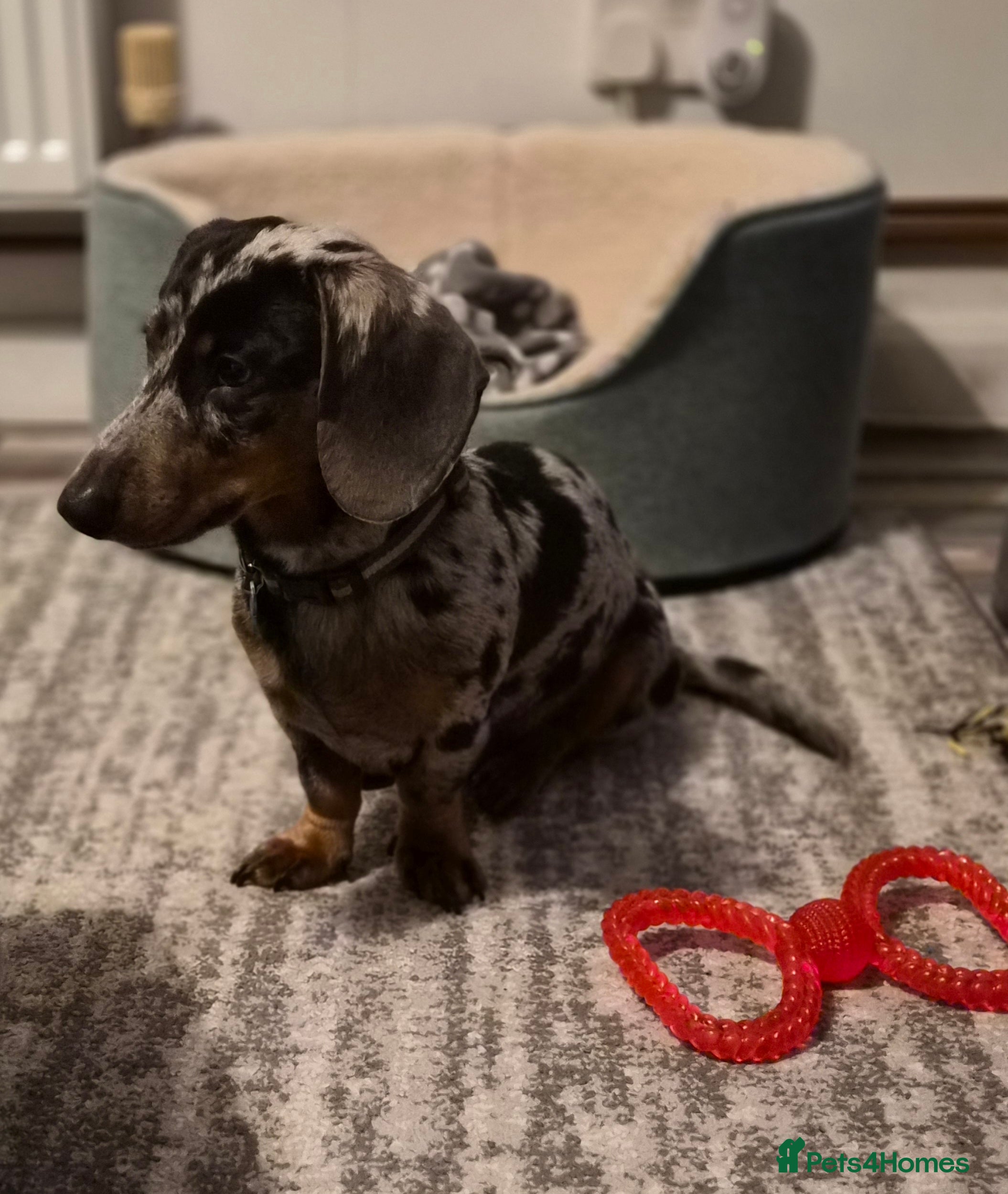 Miniature Dachshund dogs Sad sale so please no judgement. in Boston - Advert 1