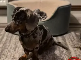 Miniature Dachshund dogs Sad sale so please no judgement. in Boston - Advert 1