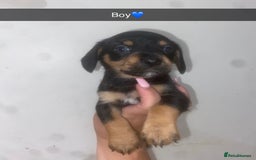 Mixed Breed dogs for sale: Dachshund x Jack Russell  - Image 4
