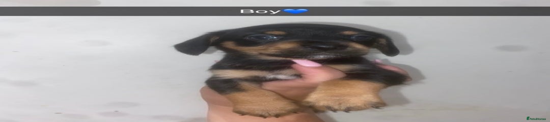 Mixed Breed Puppy 10