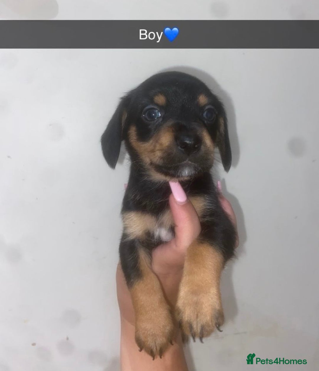 Mixed Breed dogs for sale: Dachshund x Jack Russell  - Image 4