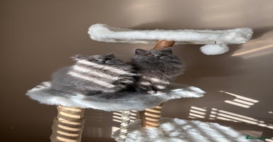 British Shorthair cats - Advert 1