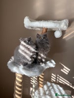 British Shorthair cats - Advert 11