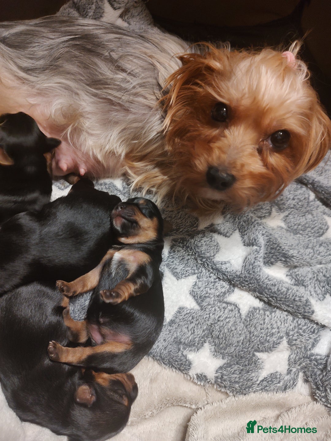 Yorkshire Terrier dogs for sale: Adorable Mini Yorkshire Terrier Puppies - Advert 20