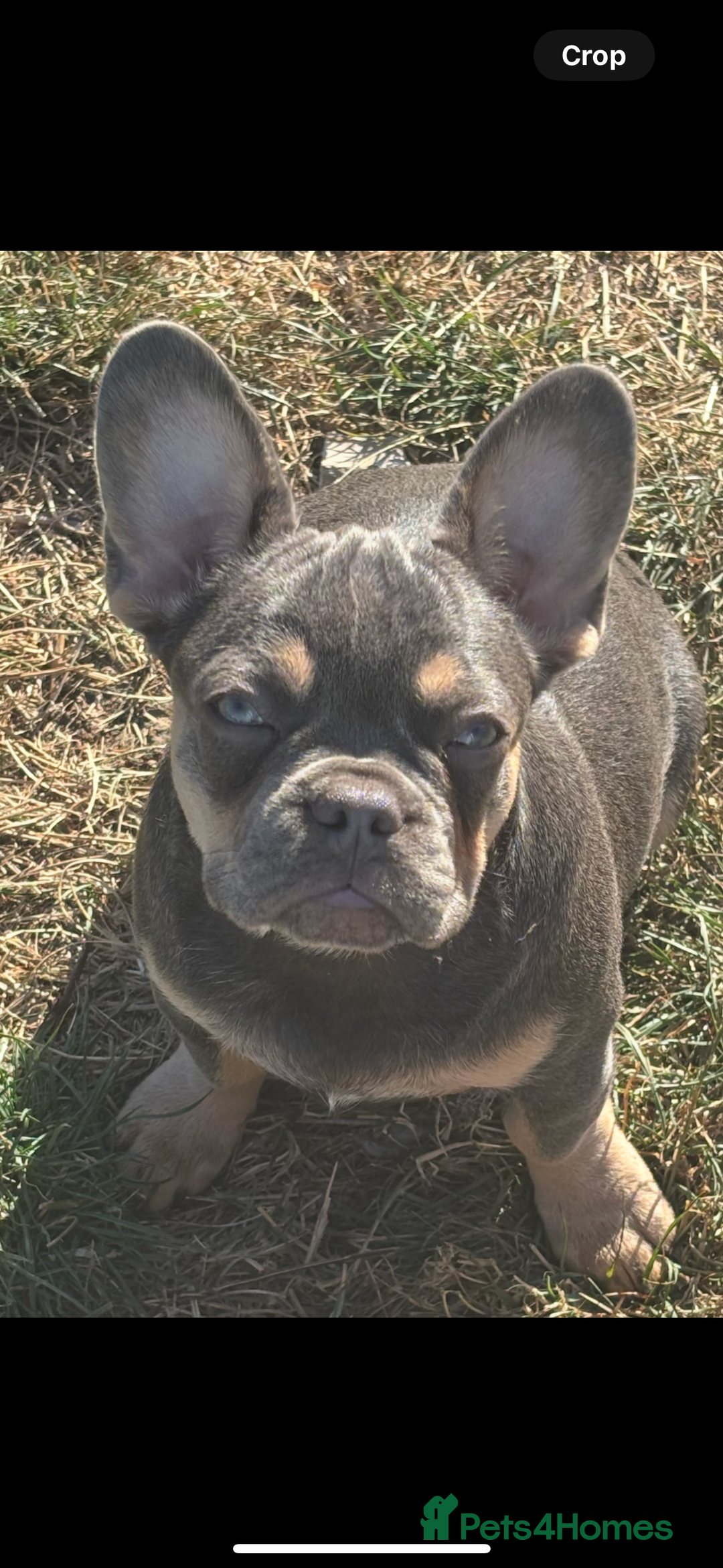 French Bulldog dogs for sale: French Bulldog Puppies, pink and fluffy carriers - Image 29