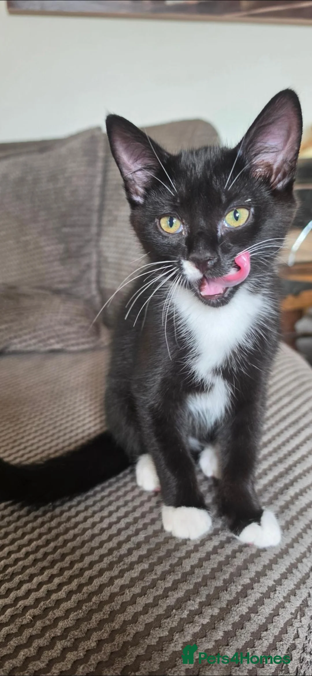 Mixed Breed cats for sale: Beautiful kittens  - Advert 2