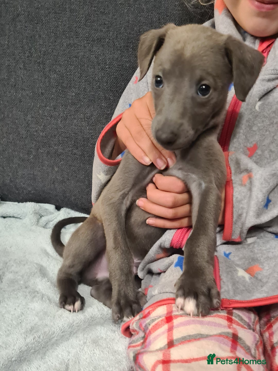 Whippet dogs for sale: KC Registered Whippet Puppies Scotland - Image 10