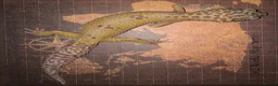 Leopard Gecko reptiles for sale: Leopard Gecko female  in Northwich - Advert 3