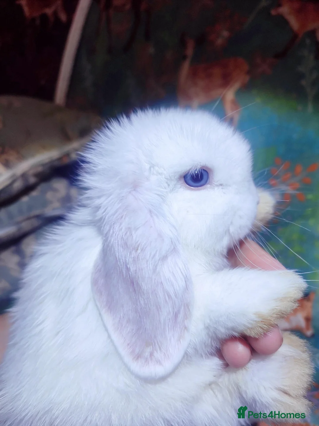 Mini Lop rabbits for sale: Baby Mini Lops - Advert 40