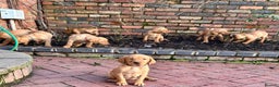 Mixed Breed dogs for sale: Stunning quality Vizslador puppies  - Advert 31