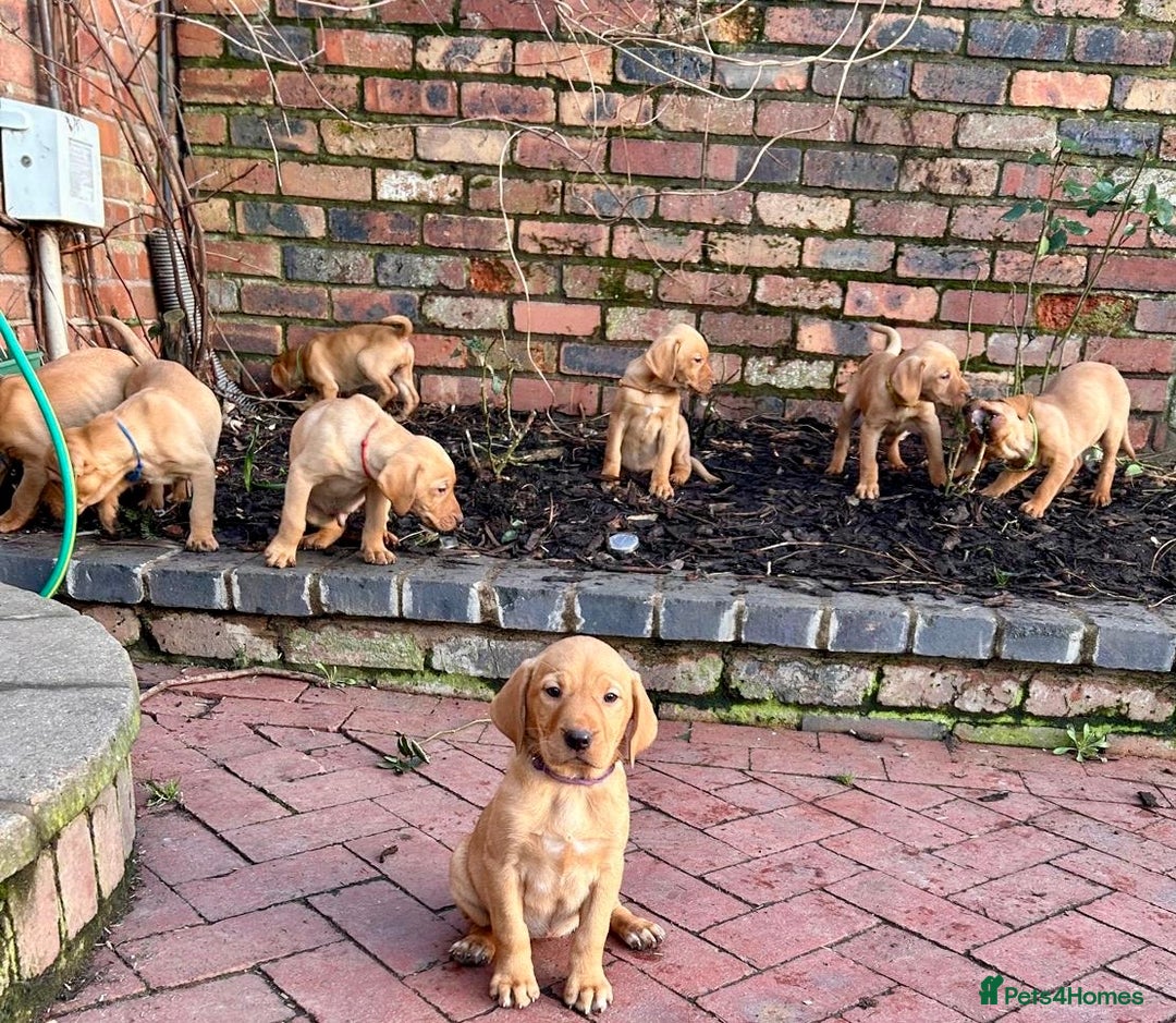 Mixed Breed dogs for sale: Stunning quality Vizslador puppies  - Advert 31