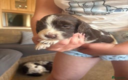 Sprocker dogs for sale: Sprocker puppies - Image 2