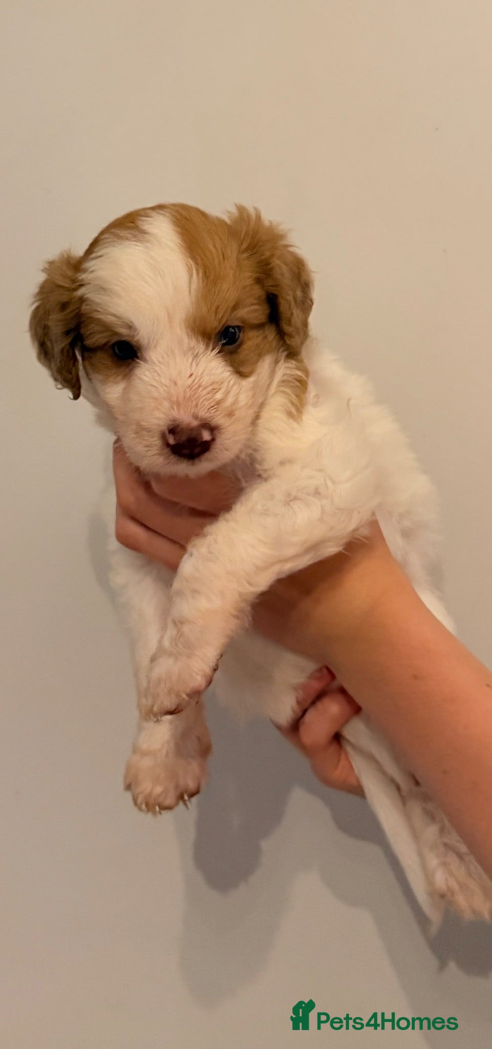 Australian Labradoodle dogs Australian double doodle puppies  - Advert 1