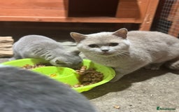 British Shorthair cats for sale: Pedigree Fawn BSH kitten female stunning  - Image 3