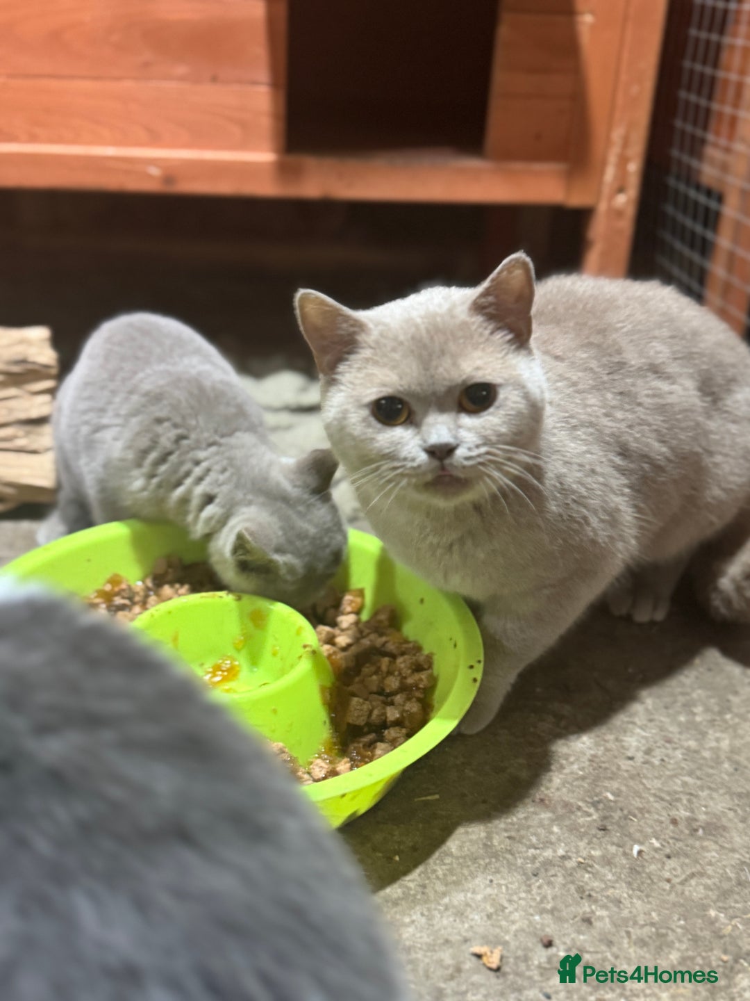 British Shorthair cats for sale: Pedigree Fawn BSH kitten female stunning  - Image 3