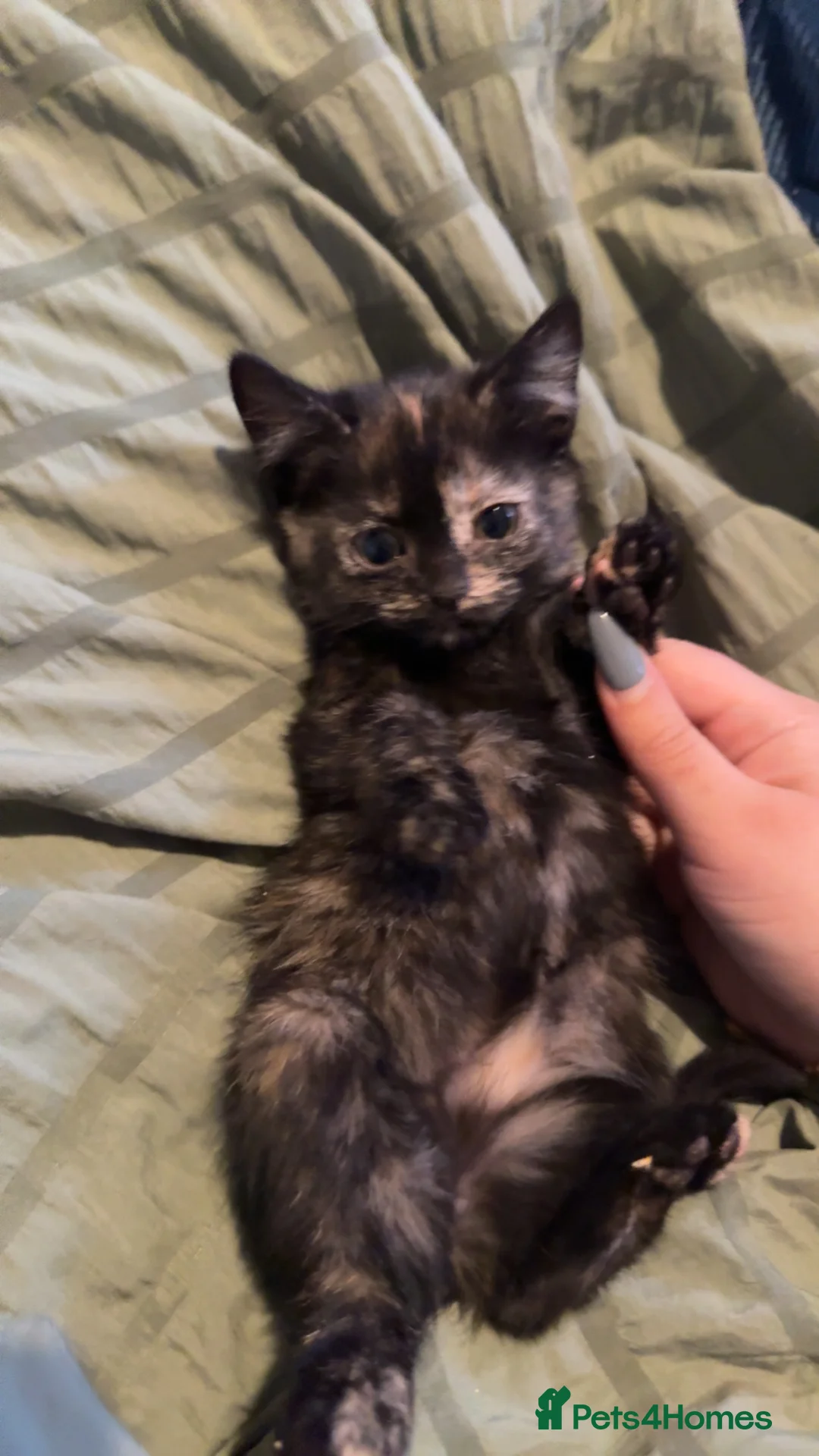 British Shorthair cats for sale: Kittens for sale  - Advert 6