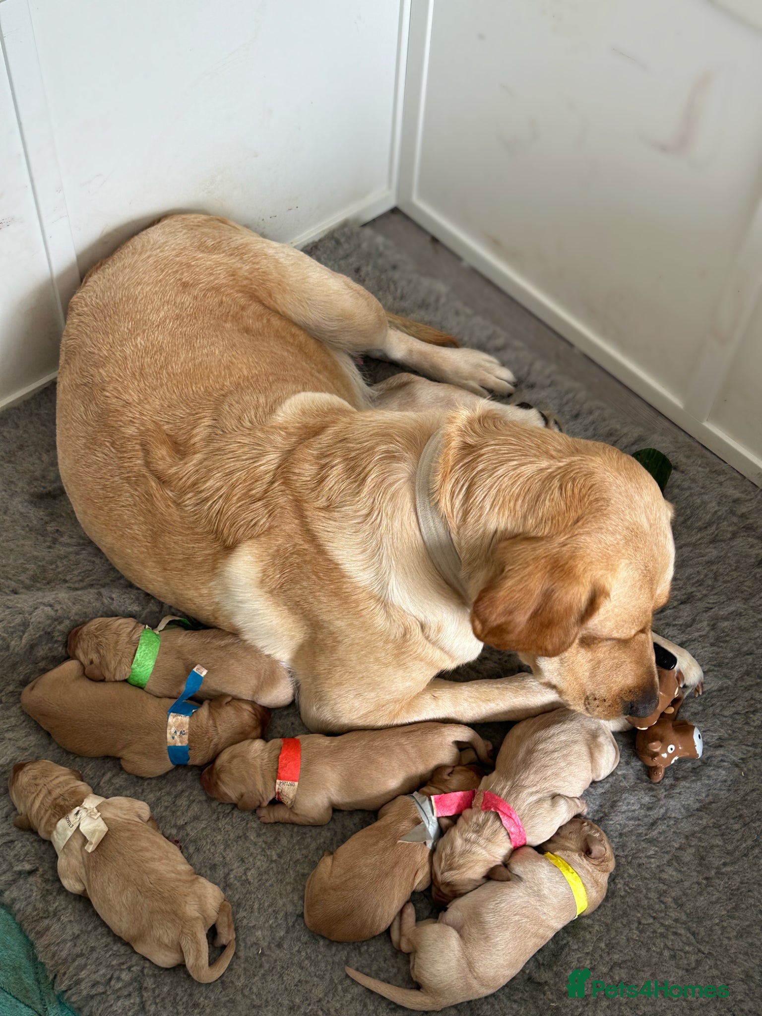 Labrador Retriever dogs for sale: Exceptional KC Reg Labrador Puppies – Due July 4th - Advert 16