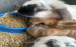 English Lop rabbits for sale: 3 female rabbits  - Image 3