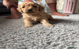 Cockapoo dogs for sale: F1B cockapoo puppies! Ready in 3 weeks!  - Image 13