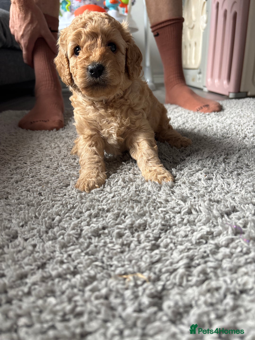 Cockapoo dogs for sale: F1B cockapoo puppies! Ready in 3 weeks!  - Image 13