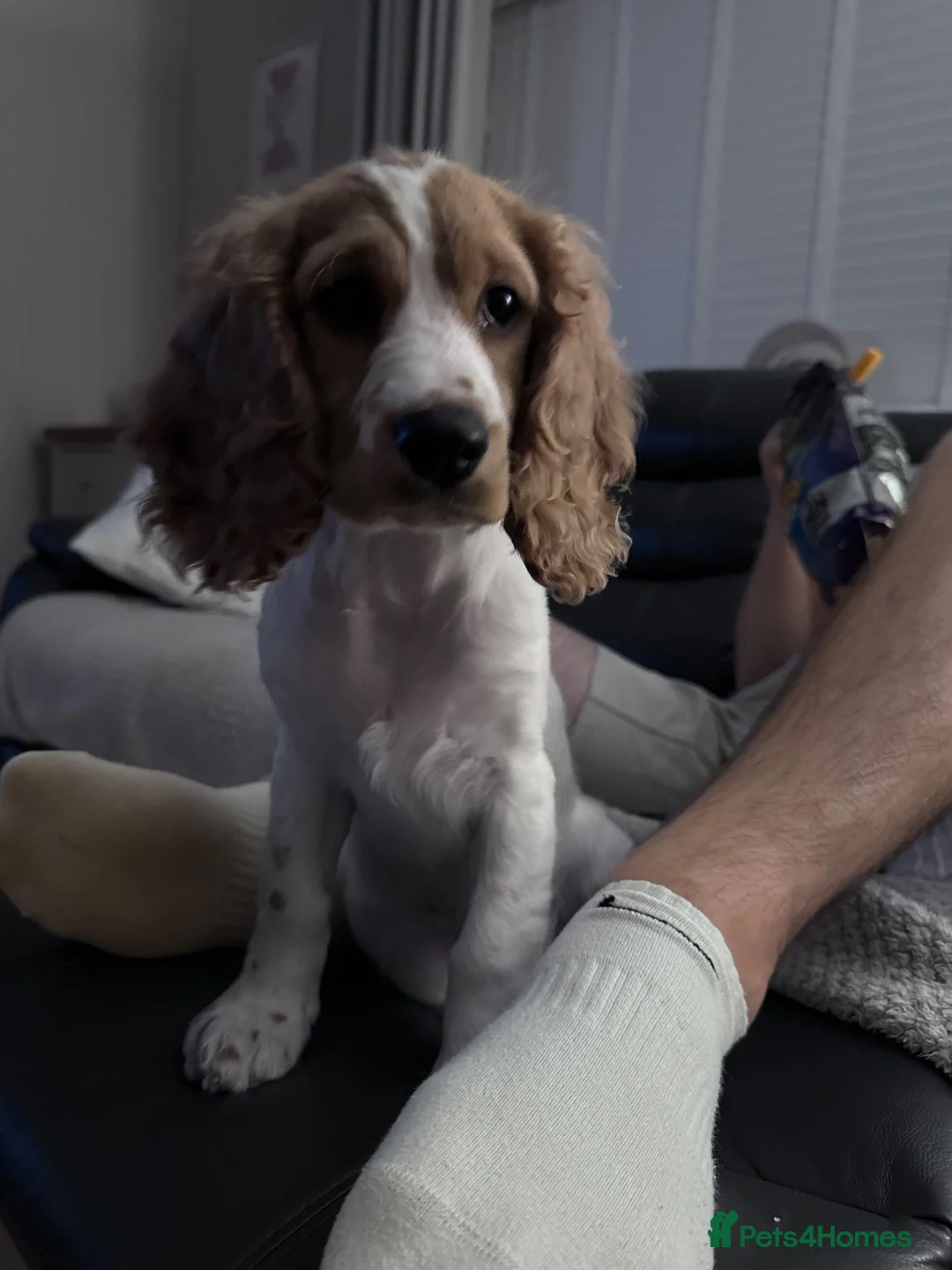 Mixed Breed dogs for sale: 16 week pup for rehoming  - Advert 2